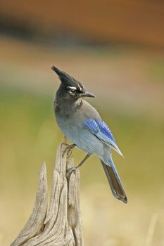 Steller's Jay (Cyanocitta stelleri) sitting on a tree