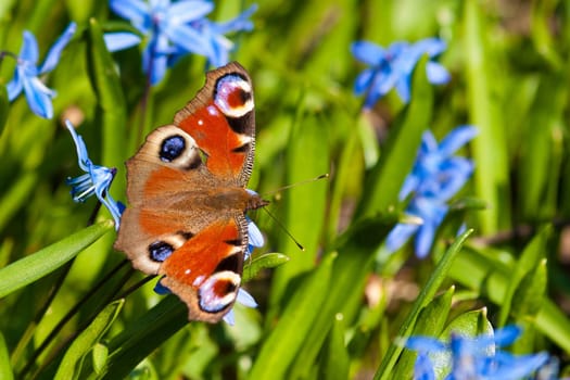 Photo of a orange butterfly stand on a green grass