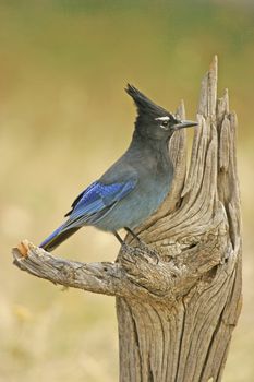 Steller's Jay (Cyanocitta stelleri) sitting on a tree