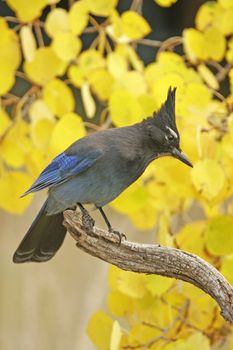 Steller's Jay (Cyanocitta stelleri) sitting on a tree