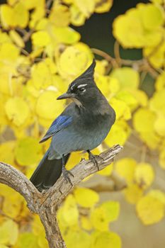 Steller's Jay (Cyanocitta stelleri) sitting on a tree