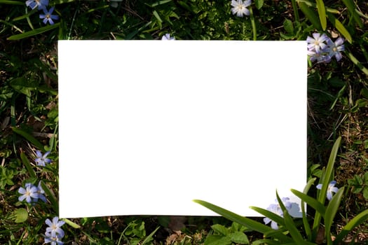 A white sheet of paper in a green grass