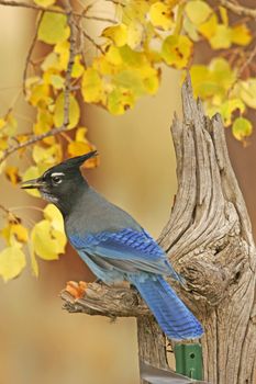 Steller's Jay (Cyanocitta stelleri) sitting on a tree