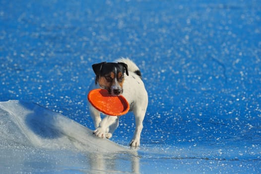 Jack Russell terrier playing with flying disc on the sea ice