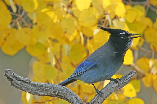 Steller's Jay (Cyanocitta stelleri) sitting on a tree