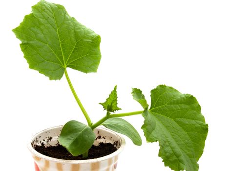 Cucumber plants with green leaves small bowl