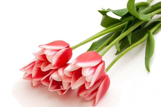 Tulips - lovely spring tulips on white background