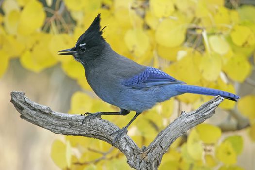 Steller's Jay (Cyanocitta stelleri) sitting on a tree