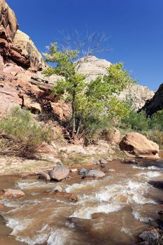 rapids of the Virgin River Narrows in Zion National Park - Utah 