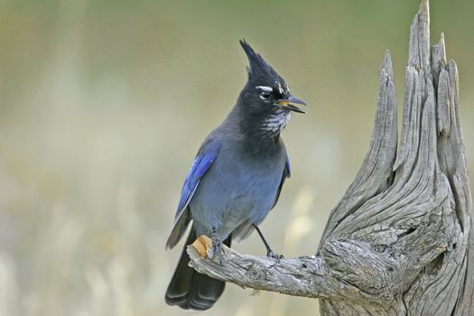 Steller's Jay (Cyanocitta stelleri) sitting on a tree