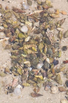 Hermit crab in its conch on the sand 