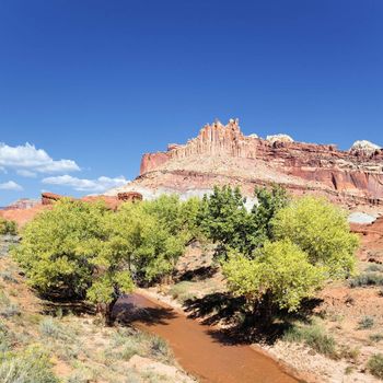 trees in front of the Castle in Capitol Reef National Park, Utah 