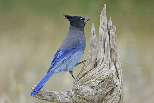 Steller's Jay (Cyanocitta stelleri) sitting on a tree