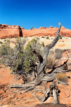 dead tree and delicate arch, arizona.