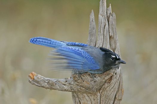 Steller's Jay (Cyanocitta stelleri) sitting on a tree