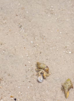 Hermit crab in its conch on the sand 