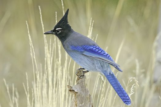 Steller's Jay (Cyanocitta stelleri) sitting on a tree