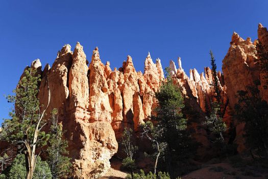 trees on the Navajo Trail in Bryce Canyon, Utah 