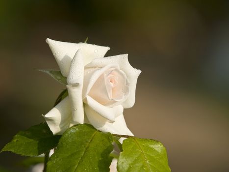 white rose in the early morning