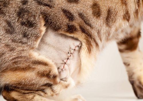 Close up of the stitches after an operation on a bengal kitten