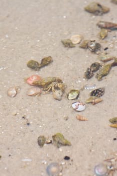 Hermit crab in its conch on the sand 