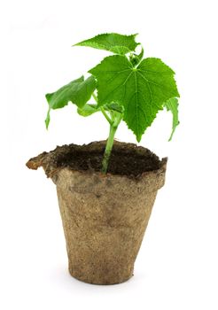 Small plant of cucumber isolated on white