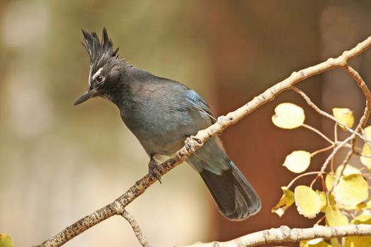 Steller's Jay (Cyanocitta stelleri) sitting on a tree