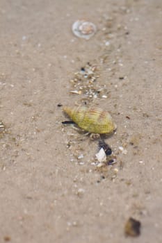 Hermit crab in its conch on the sand 