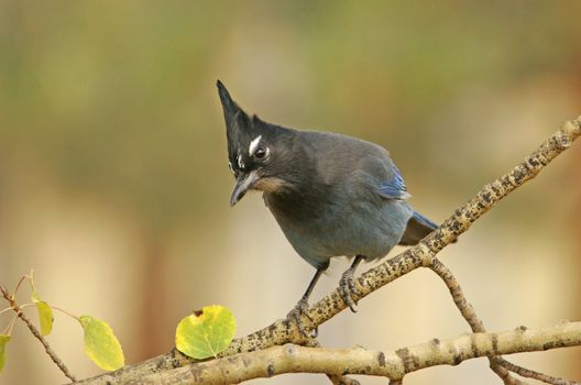 Steller's Jay (Cyanocitta stelleri) sitting on a tree