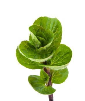 Leaves of fresh mint isolated on white background