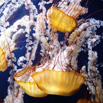 yellow jellyfish with blue ocean water 