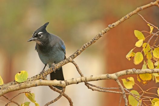 Steller's Jay (Cyanocitta stelleri) sitting on a tree