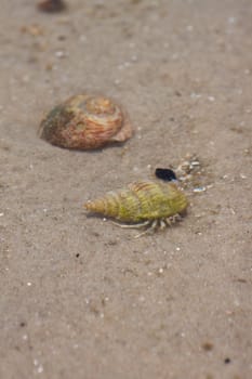 Hermit crab in its conch on the sand 