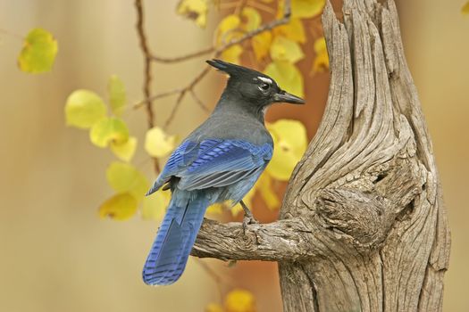 Steller's Jay (Cyanocitta stelleri) sitting on a tree