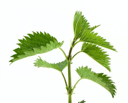 Green nettle isolated on white