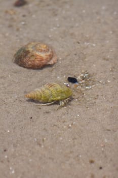Hermit crab in its conch on the sand 