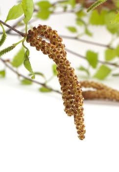 Branch of birch in springtime