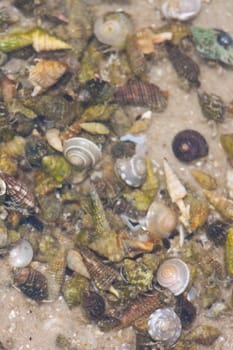 Hermit crab in its conch on the sand 