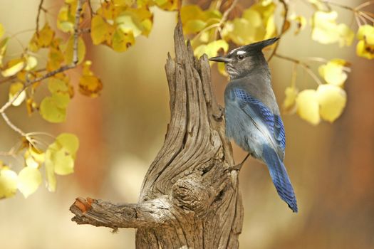 Steller's Jay (Cyanocitta stelleri) sitting on a tree