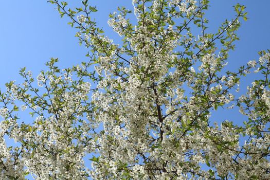 cherry tree branch covered with white flowers against the blue sky