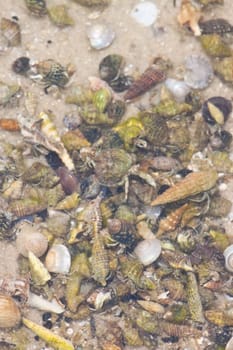 Hermit crab in its conch on the sand 