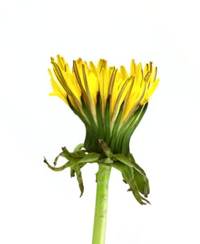 Dandelion isolated on white