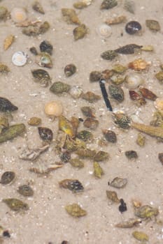 Hermit crab in its conch on the sand 