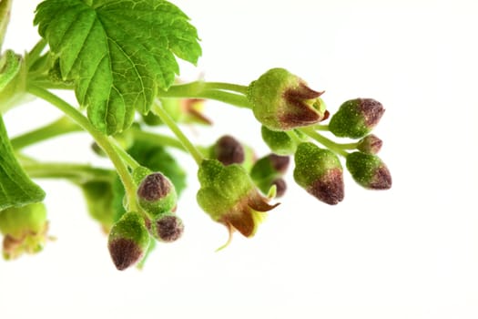 Currant branch isolated on white