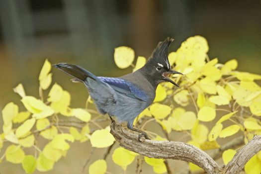 Steller's Jay (Cyanocitta stelleri) sitting on a tree