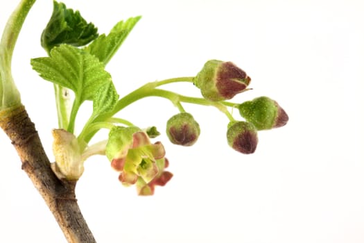 Currant branch isolated on white