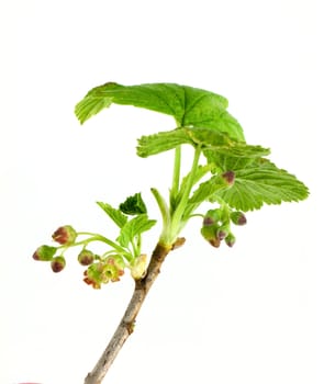 Currant branch isolated on white