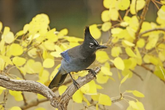 Steller's Jay (Cyanocitta stelleri) sitting on a tree