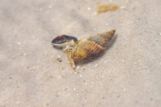 Hermit crab in its conch on the sand 