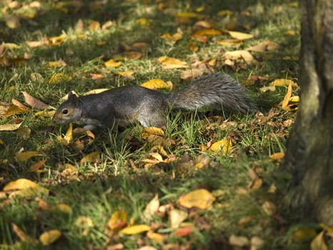 squirrel in the grass of Hide park